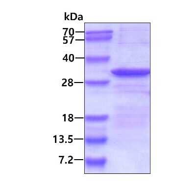 SDS-Page: Recombinant Human delta-Sarcoglycan His Protein [NBP2-23452] - 3ug by SDS-PAGE under reducing condition and visualized by coomassie blue stain.